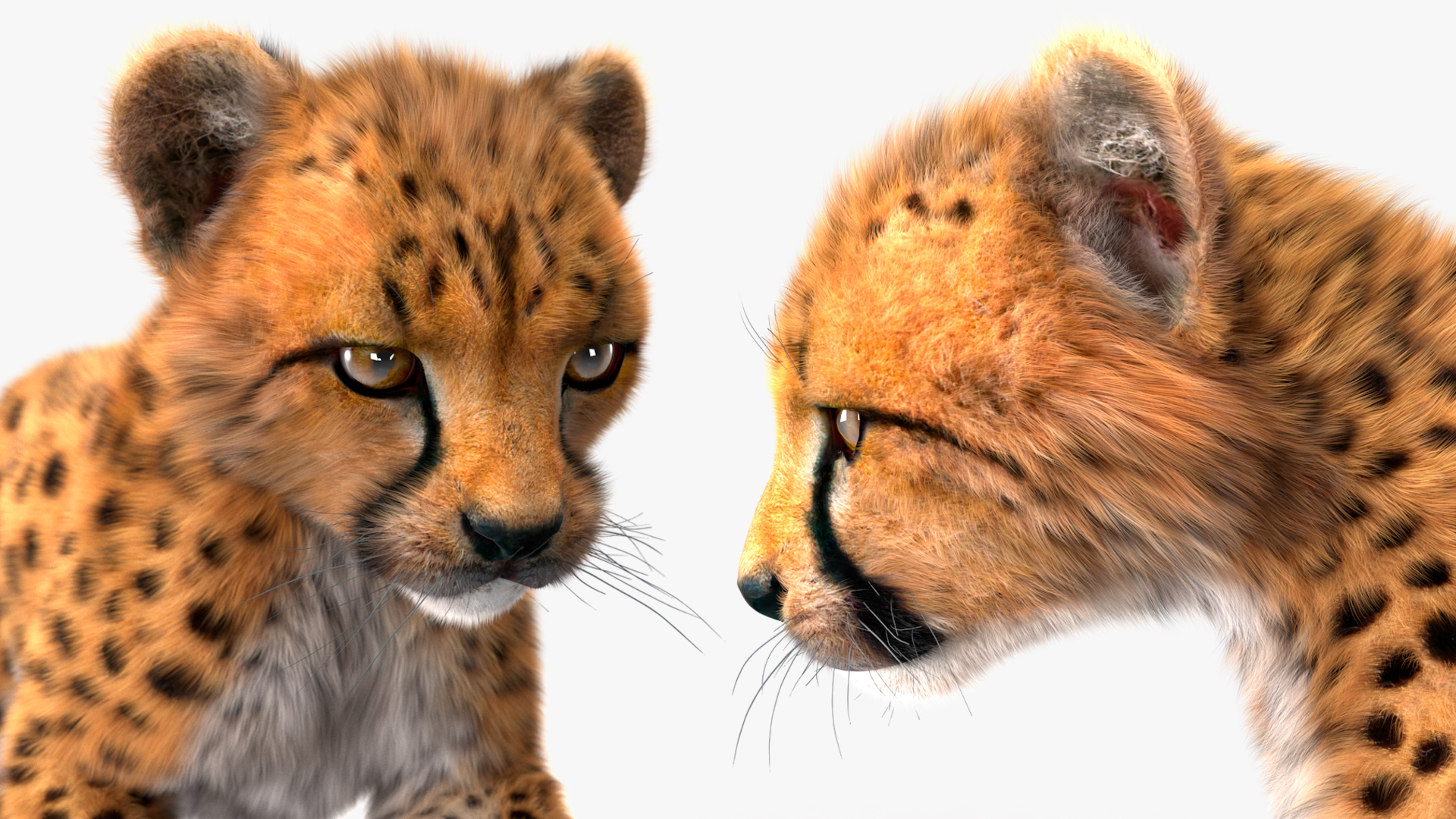 3D Cheetah Cub Running Pose Fur model