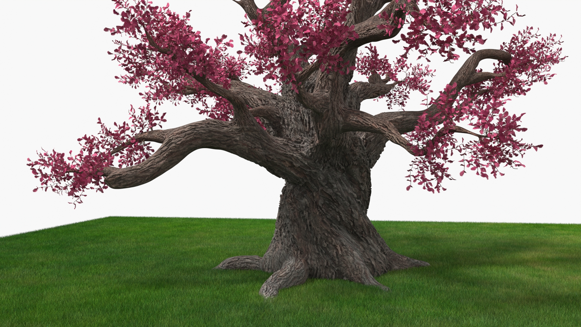 3D model Blossoming Cherry Tree on Grass Fur