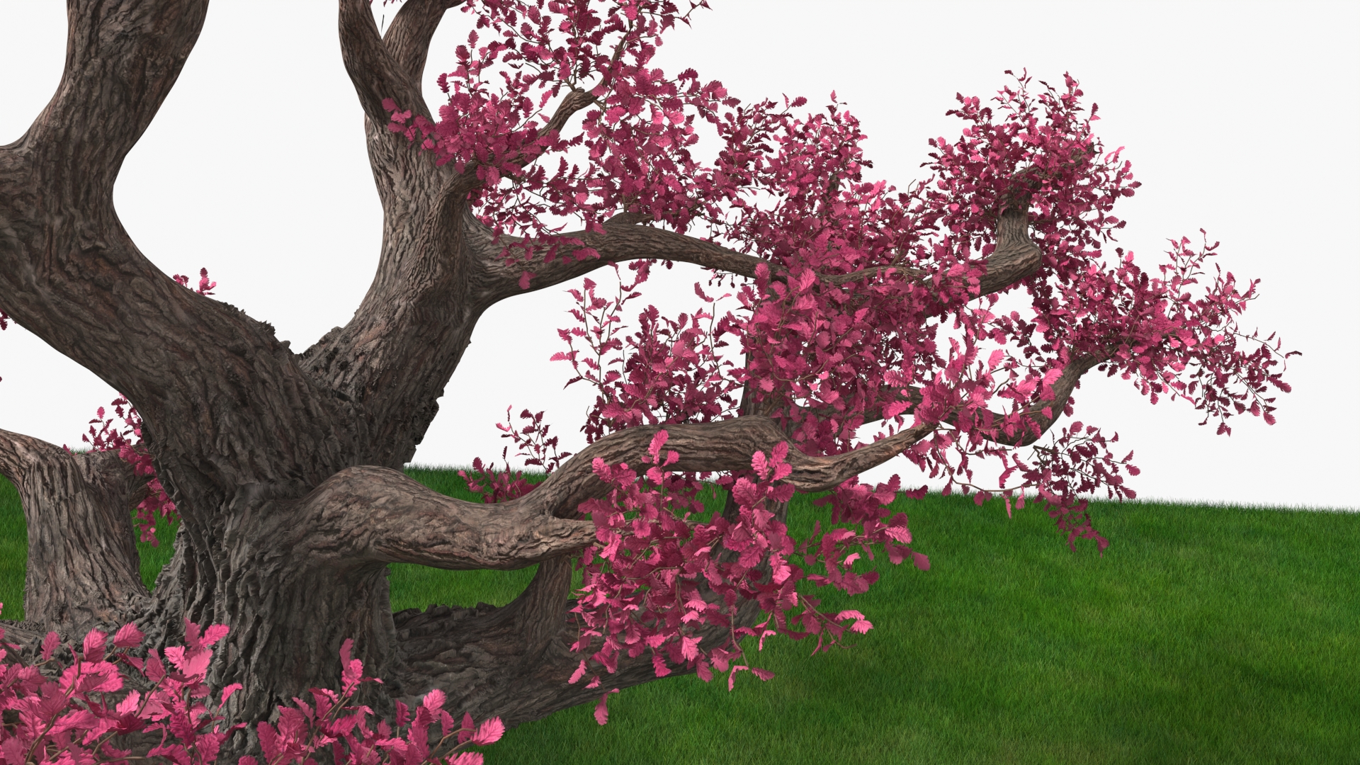 3D model Blossoming Cherry Tree on Grass Fur