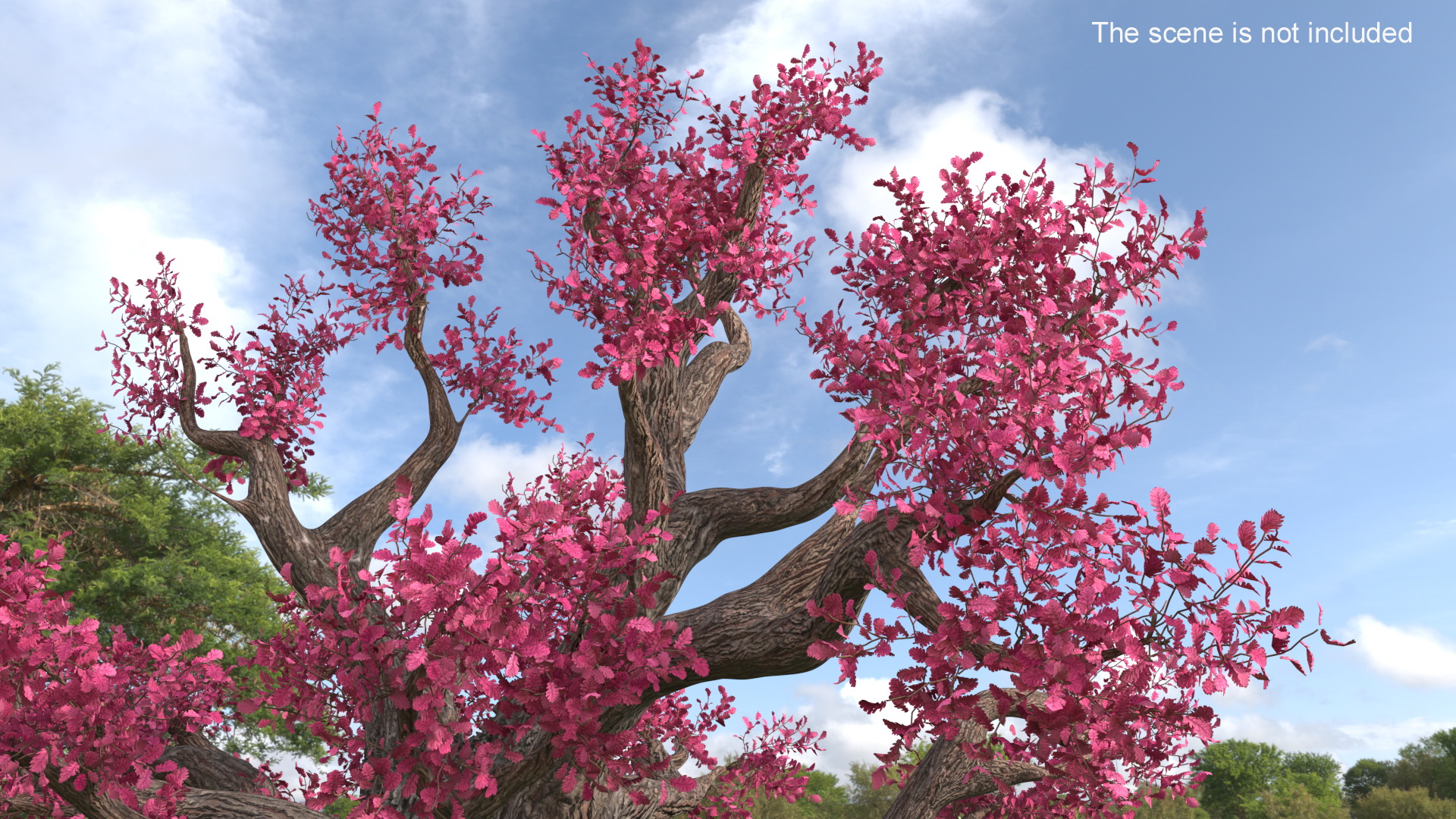 3D model Blossoming Cherry Tree on Grass Fur