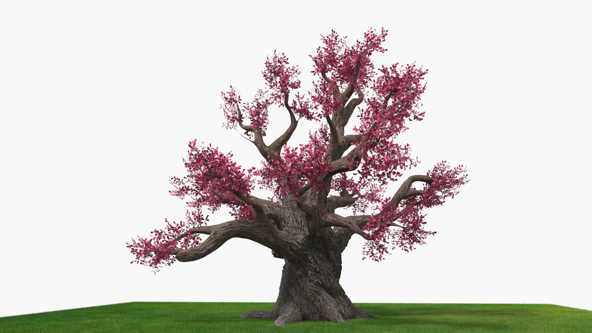 3D model Blossoming Cherry Tree on Grass Fur