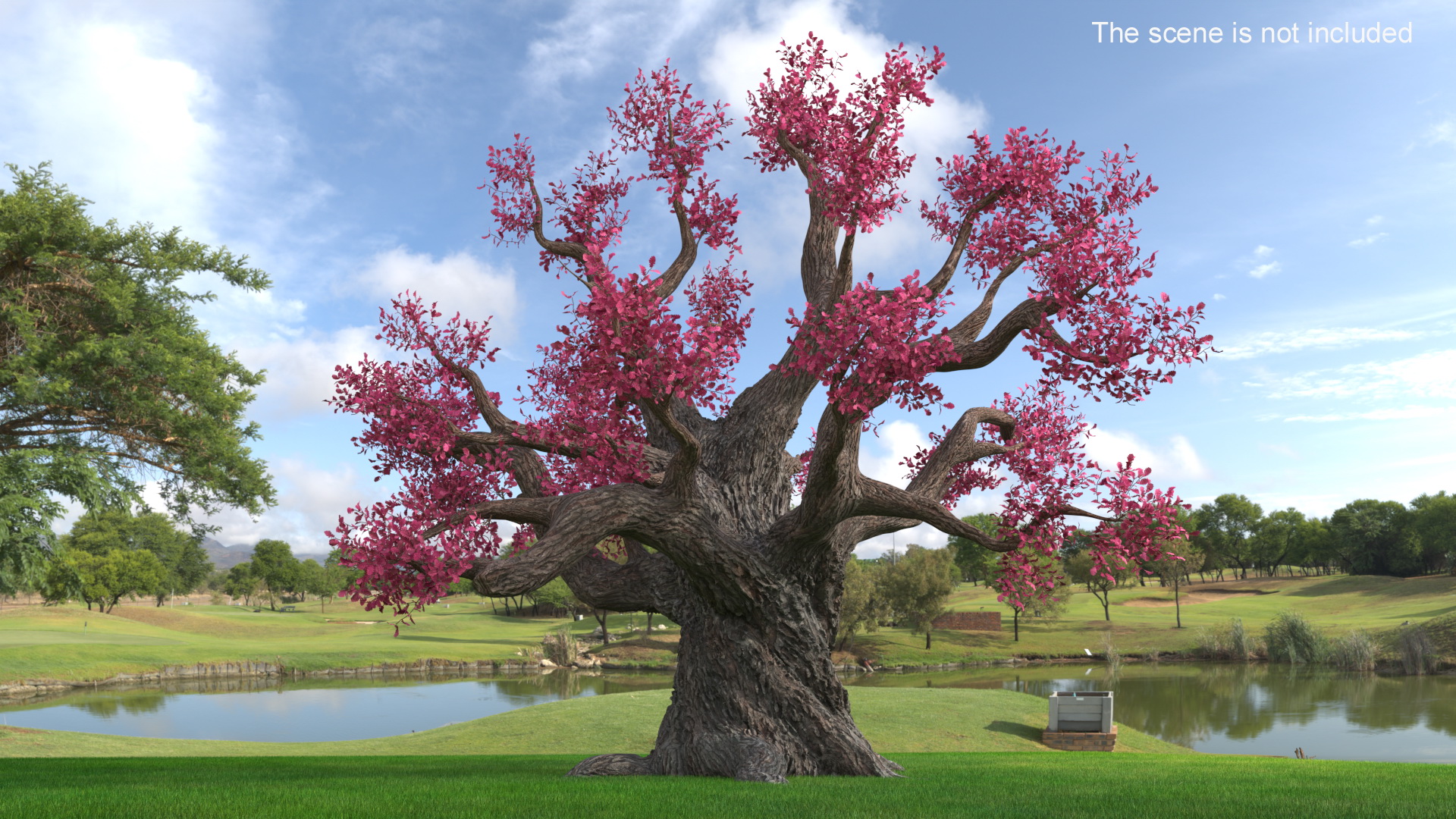 3D model Blossoming Cherry Tree on Grass Fur