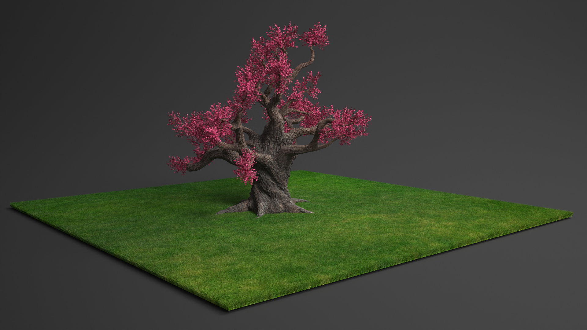 3D model Blossoming Cherry Tree on Grass Fur