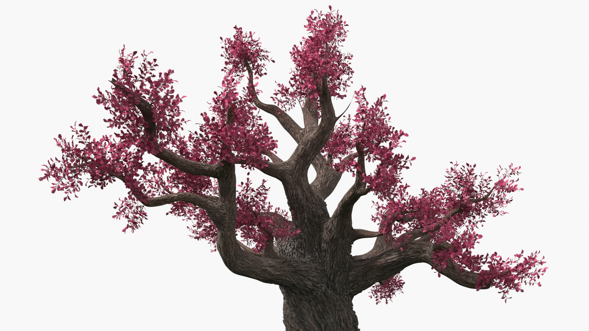 3D model Blossoming Cherry Tree on Grass Fur