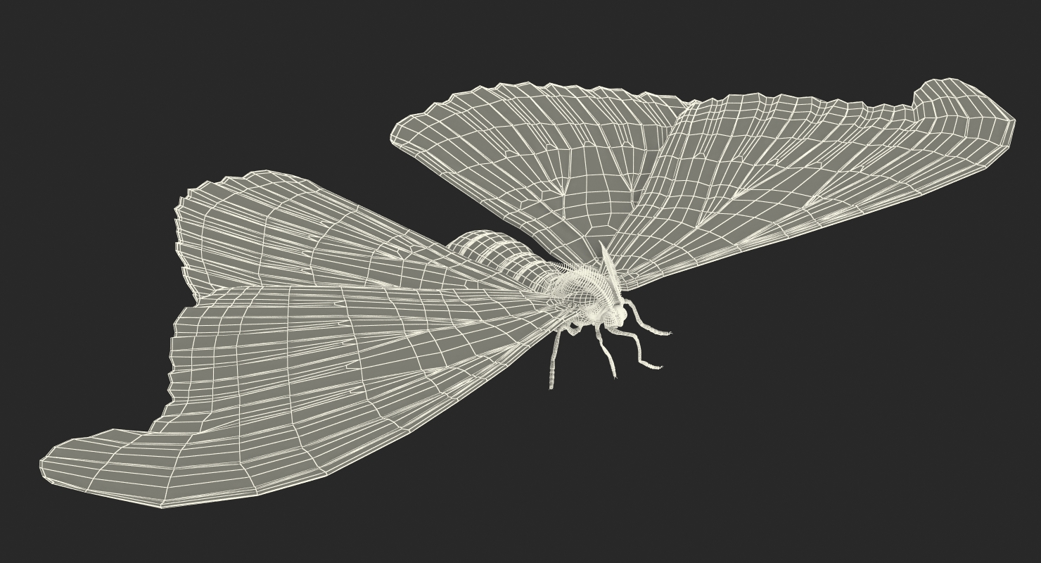 Atlas Moth Rigged 3D