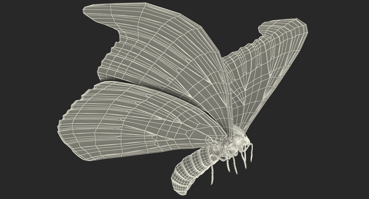 Atlas Moth Rigged 3D