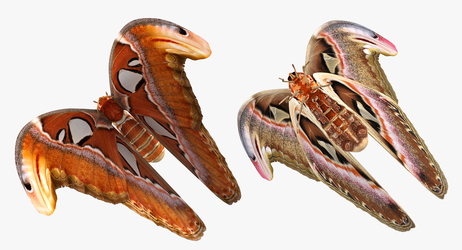 Atlas Moth Rigged 3D