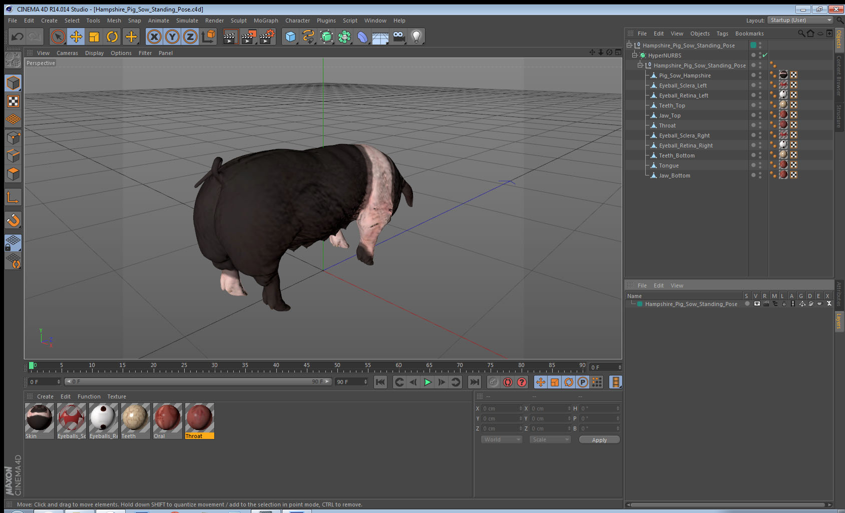 3D Hampshire Pig Sow Standing Pose