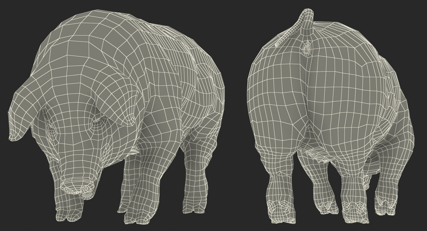 3D Hampshire Pig Sow Standing Pose