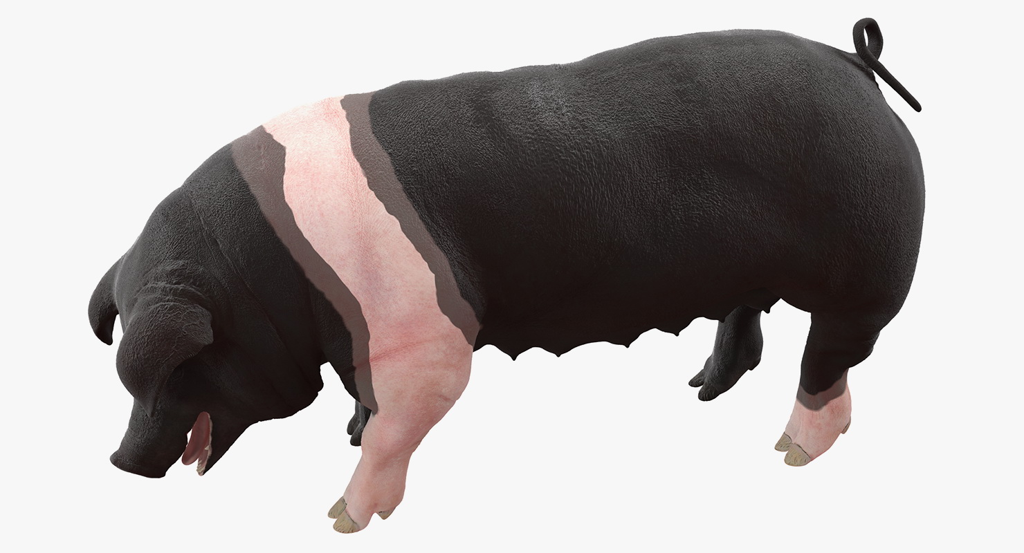 3D Hampshire Pig Sow Standing Pose