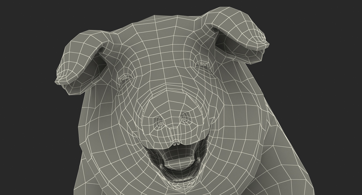 3D Hampshire Pig Sow Standing Pose