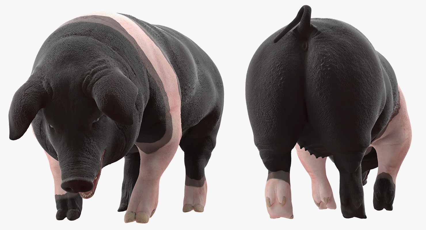 3D Hampshire Pig Sow Standing Pose