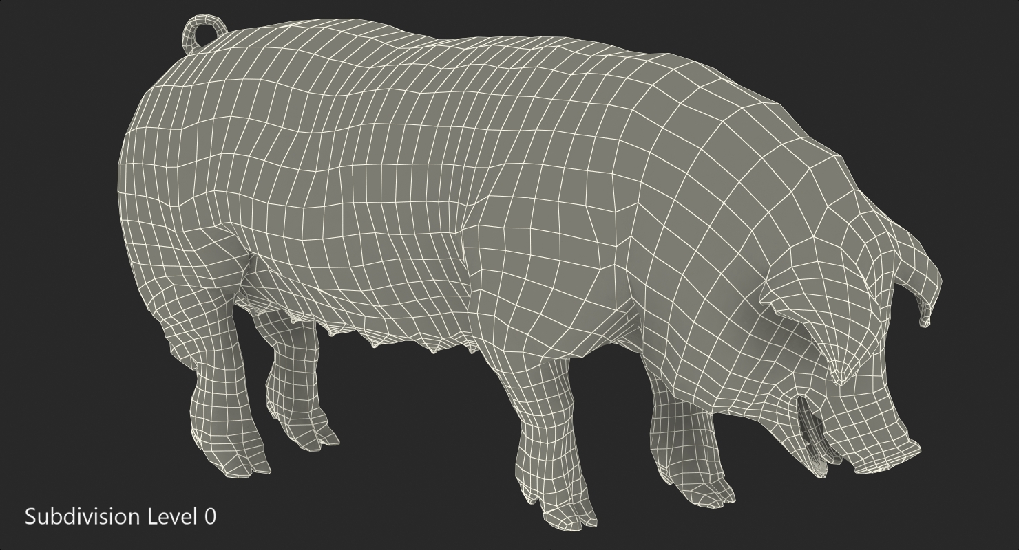 3D Hampshire Pig Sow Standing Pose