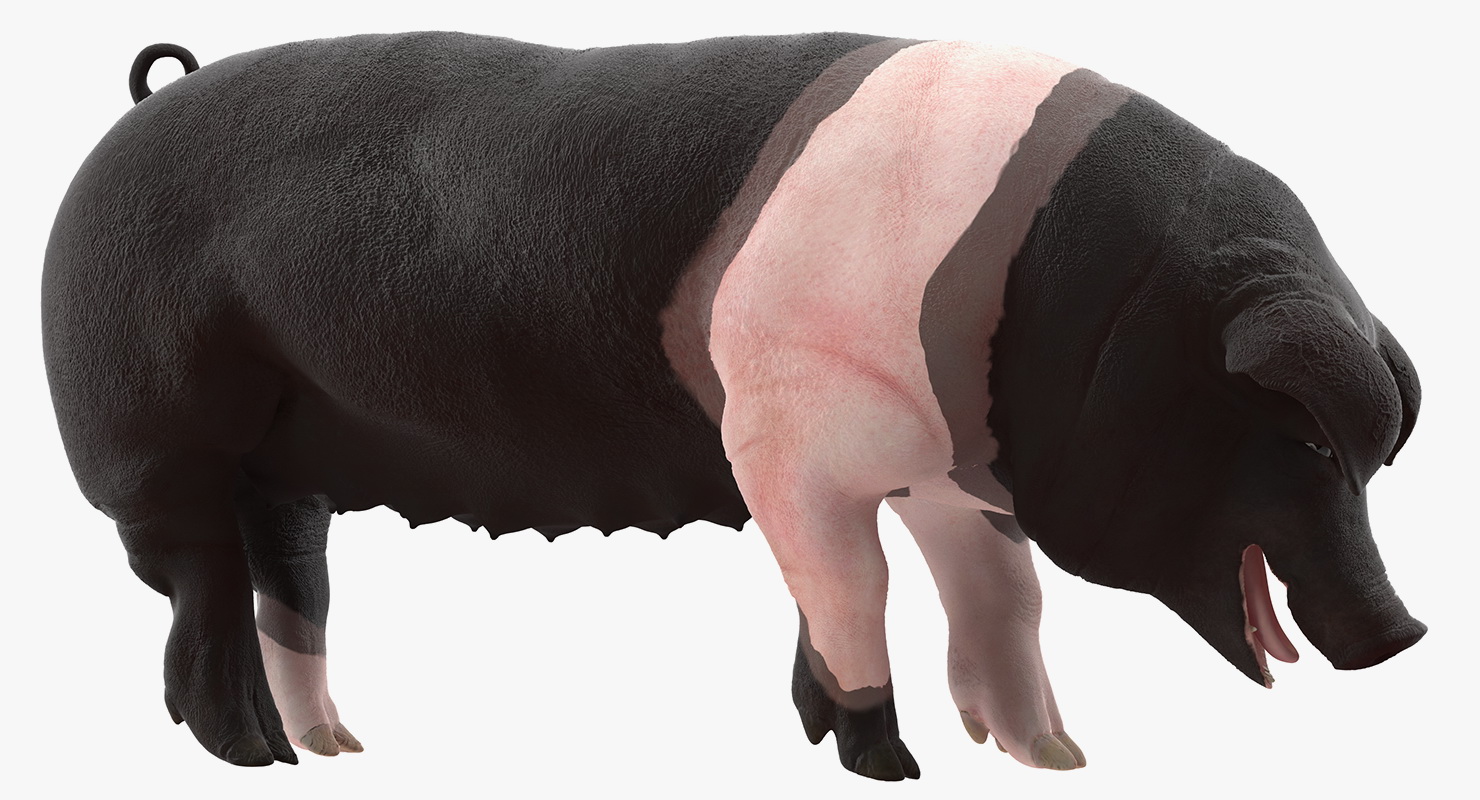 3D Hampshire Pig Sow Standing Pose