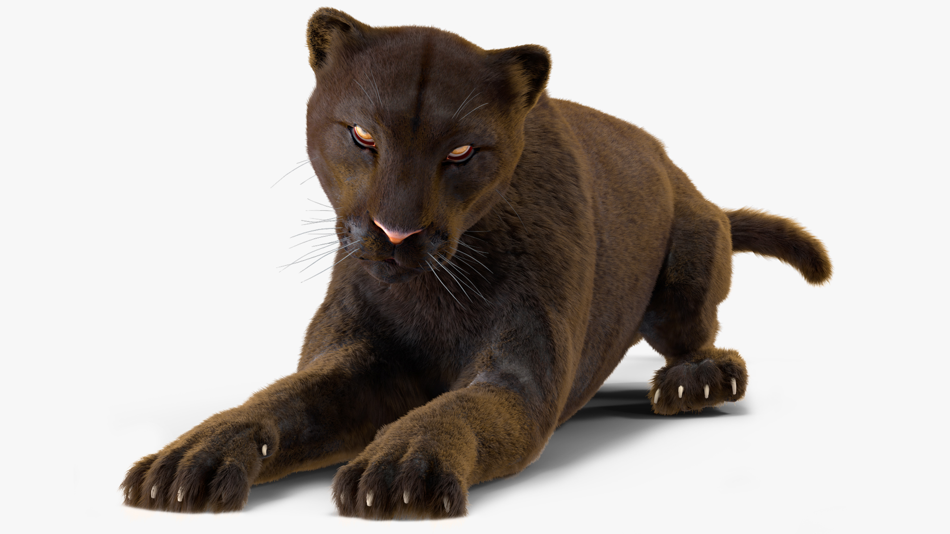 3D Black Panther Lying Down Fur model