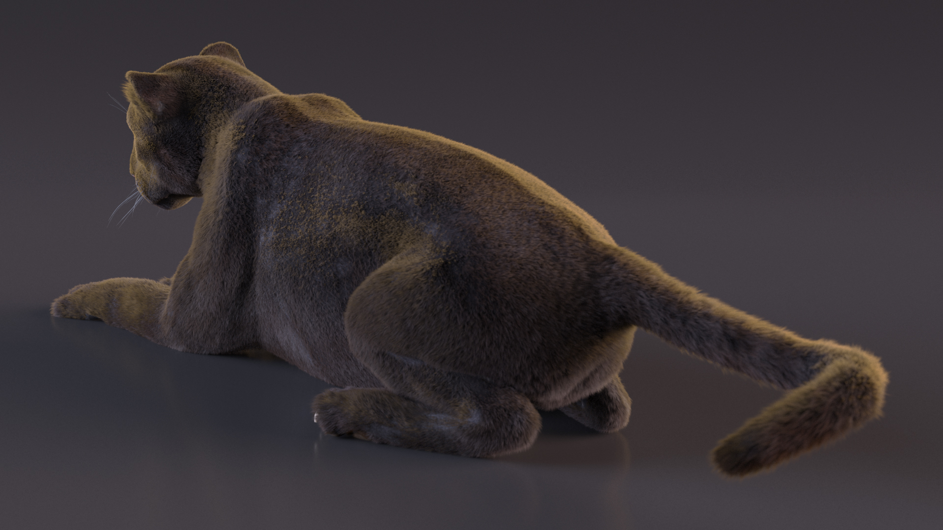 3D Black Panther Lying Down Fur model