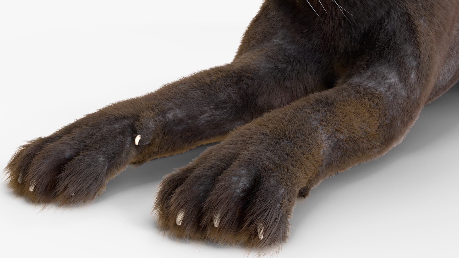 3D Black Panther Lying Down Fur model