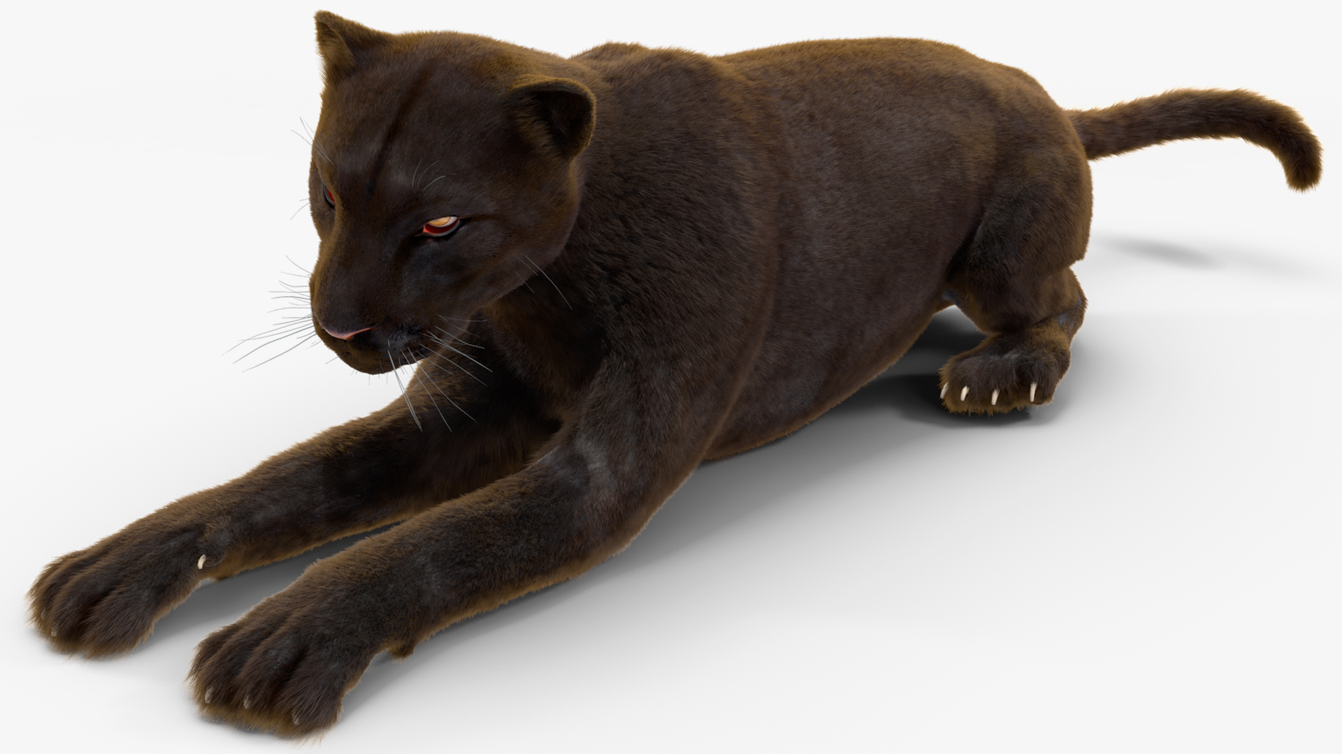 3D Black Panther Lying Down Fur model