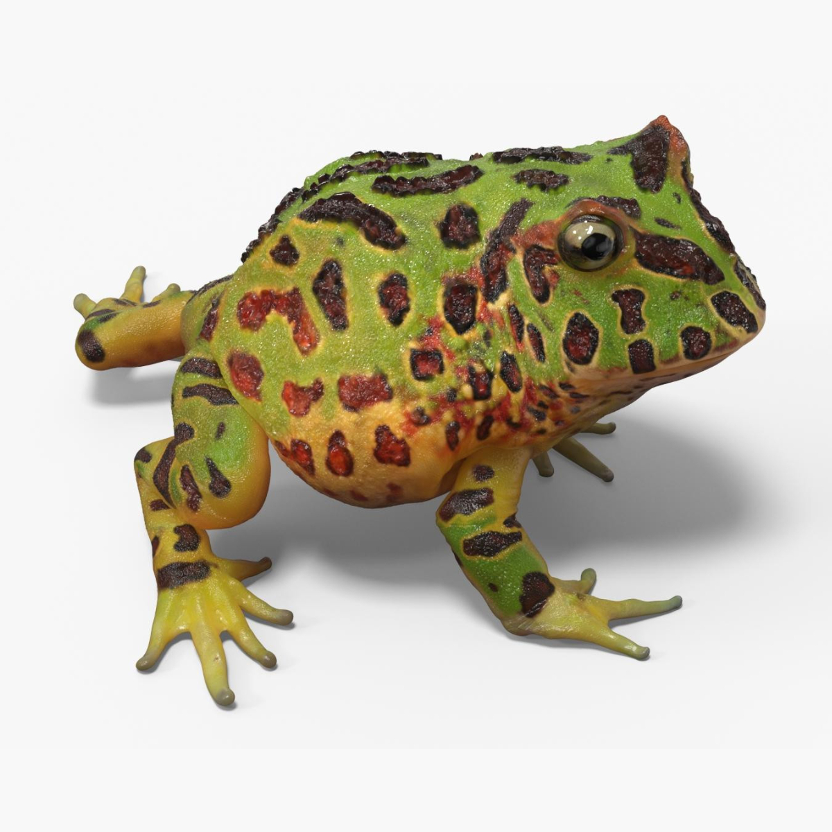 Realistic Horned Toad Rigged for Maya 3D