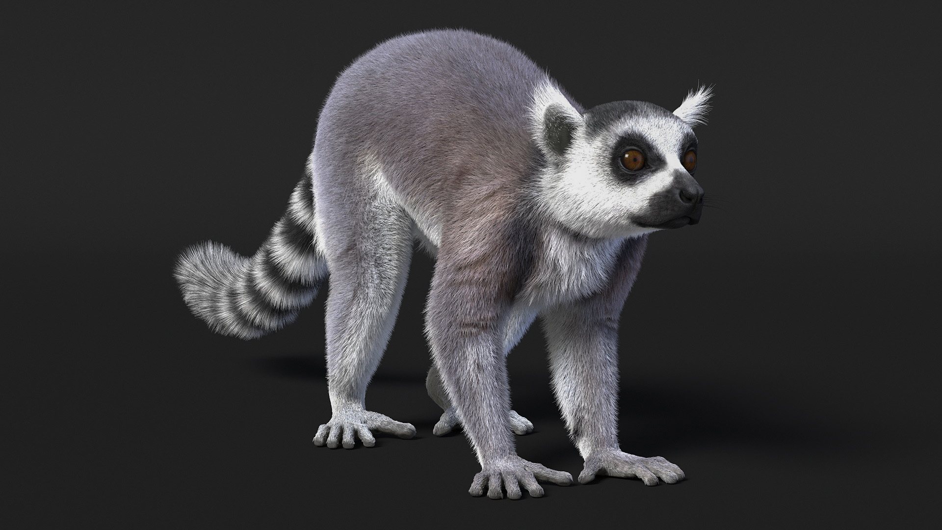 3D Lemures Fur Rigged model