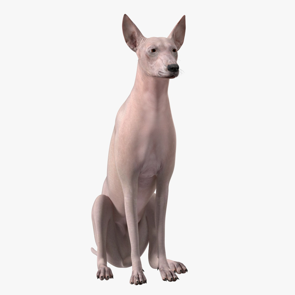 3D Xolo Hairless Mexican Dog Fawn Rigged for Maya