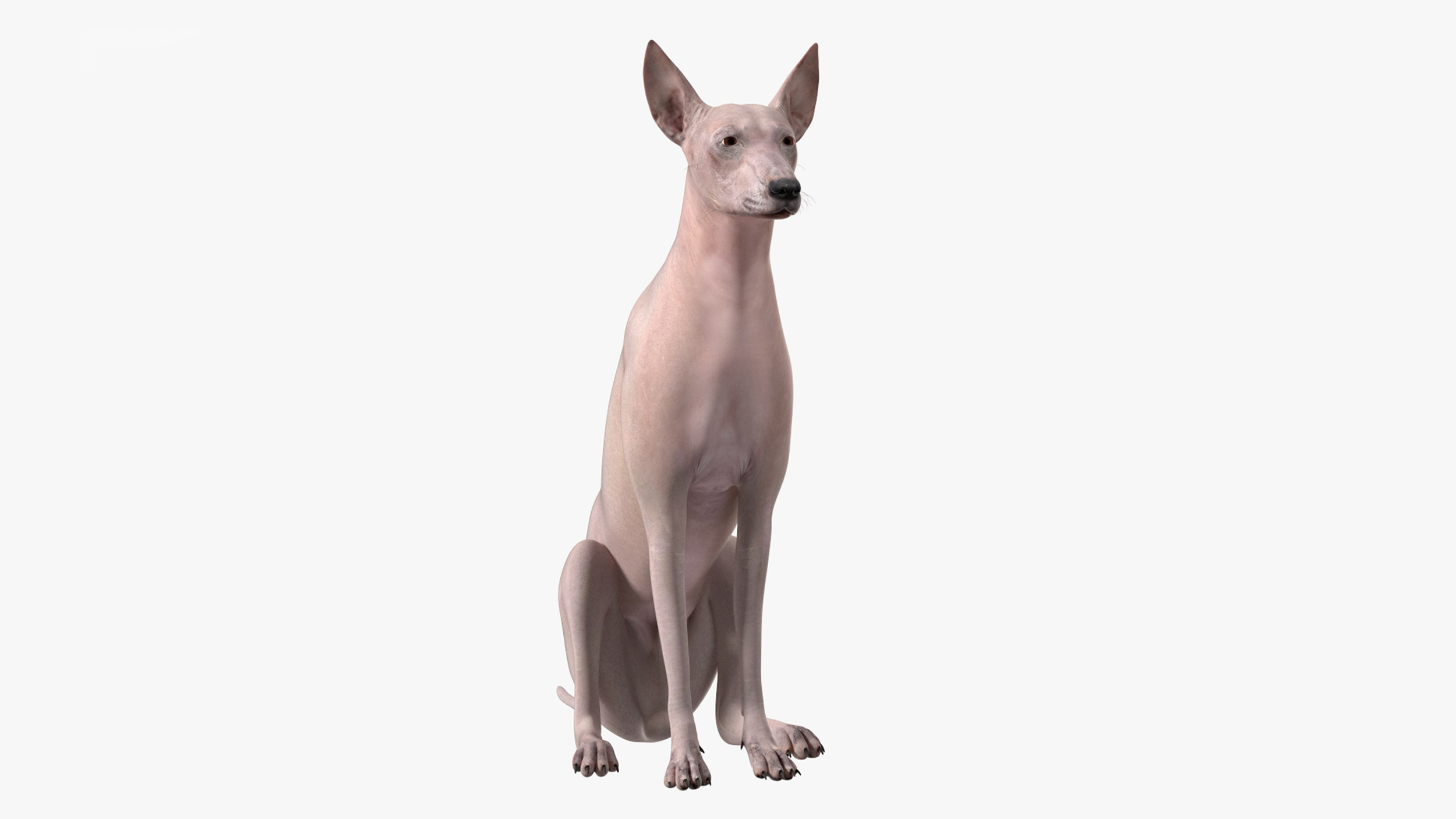 3D Xolo Hairless Mexican Dog Fawn Rigged for Maya