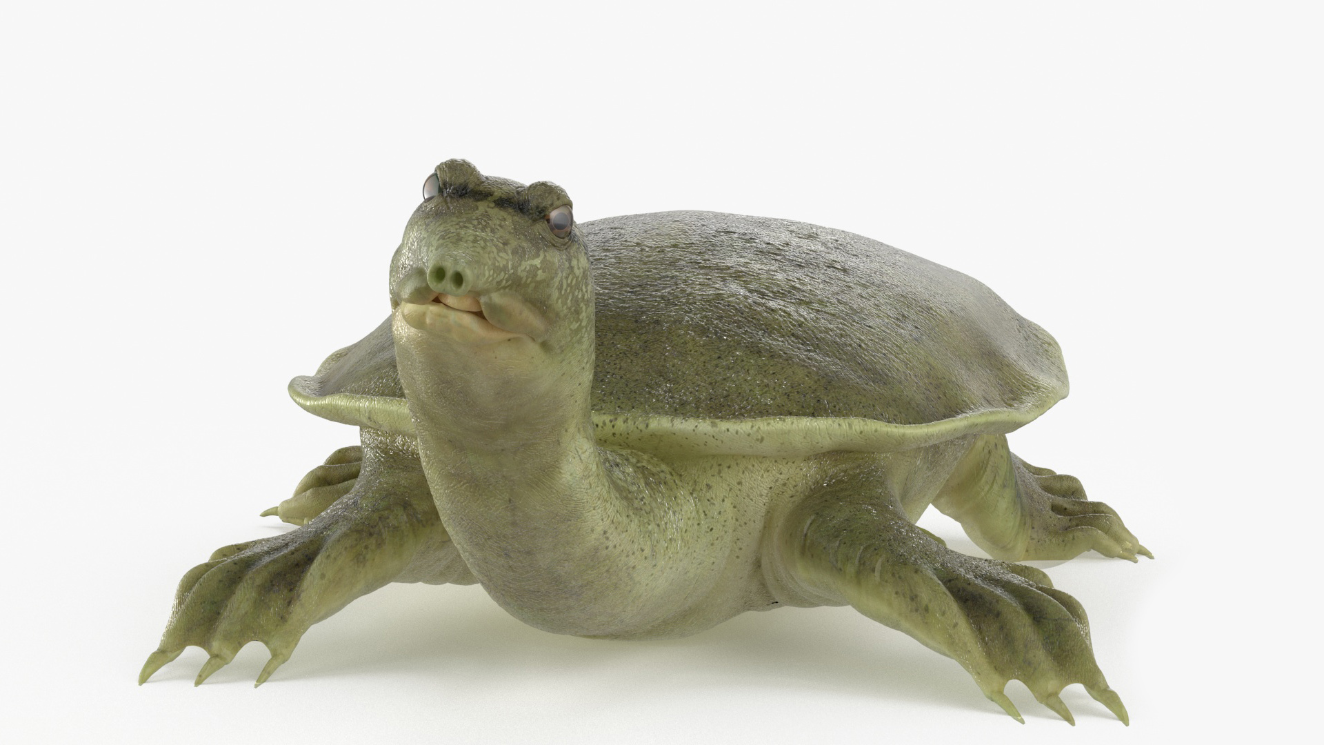 3D Realistic Chinese Softshell Turtle Rigged