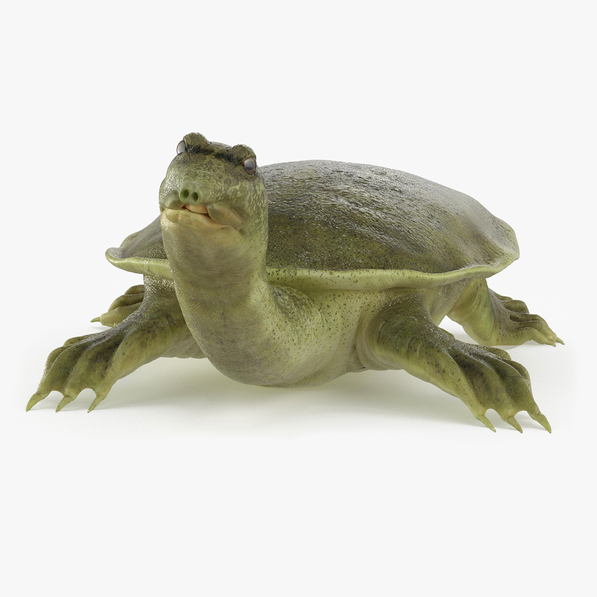 3D Realistic Chinese Softshell Turtle Rigged