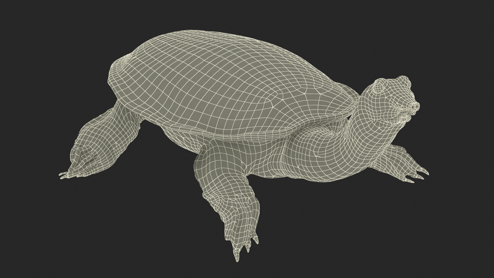 3D Realistic Chinese Softshell Turtle Rigged