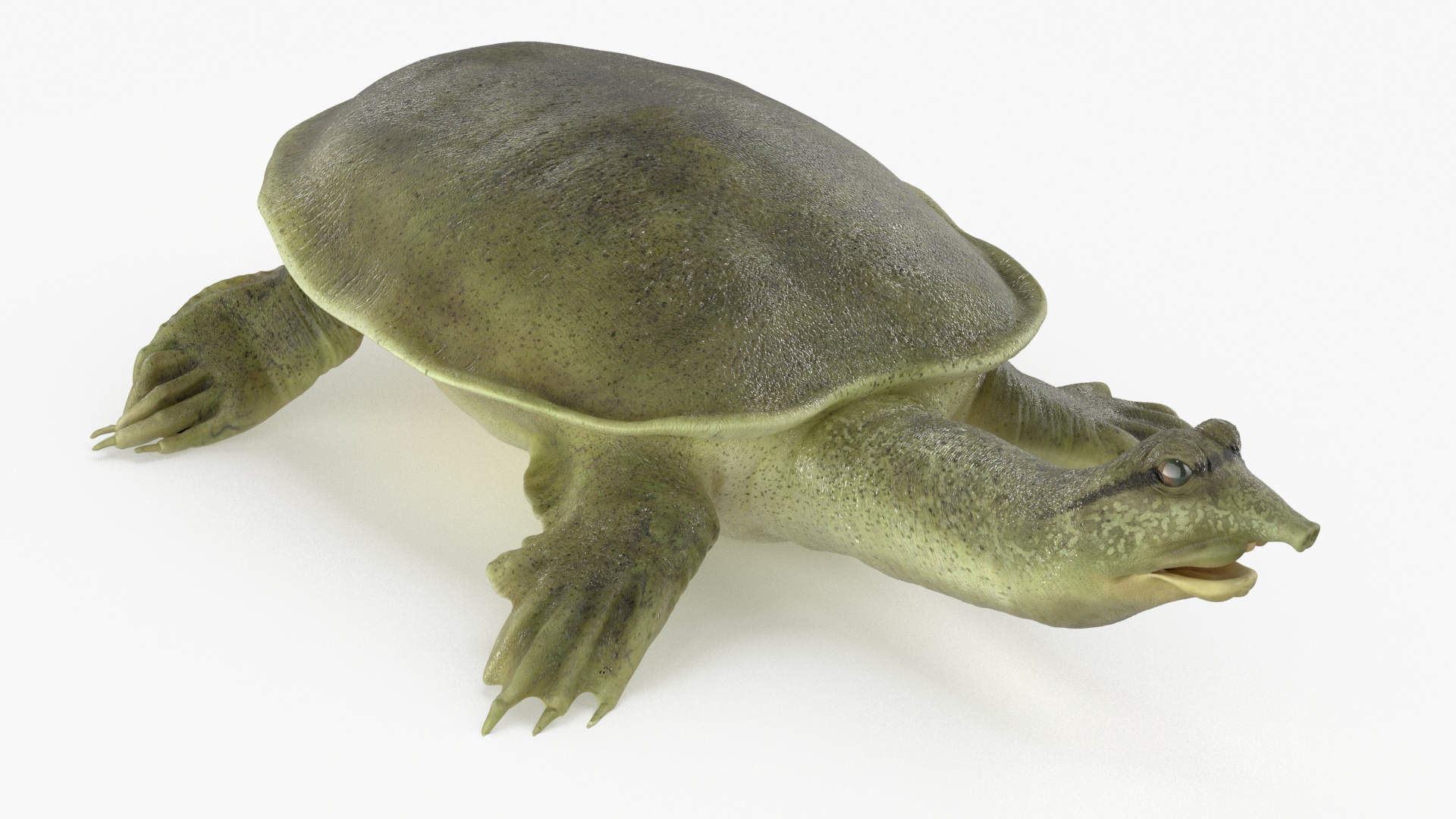 3D Realistic Chinese Softshell Turtle Rigged