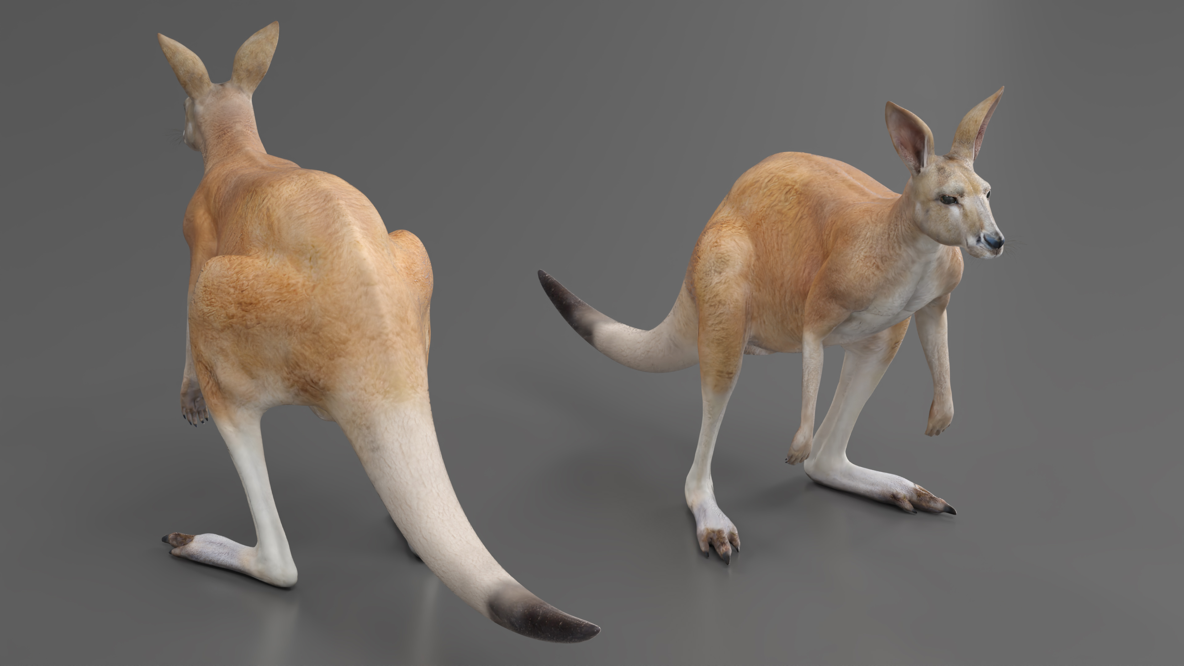 3D model Kangaroo