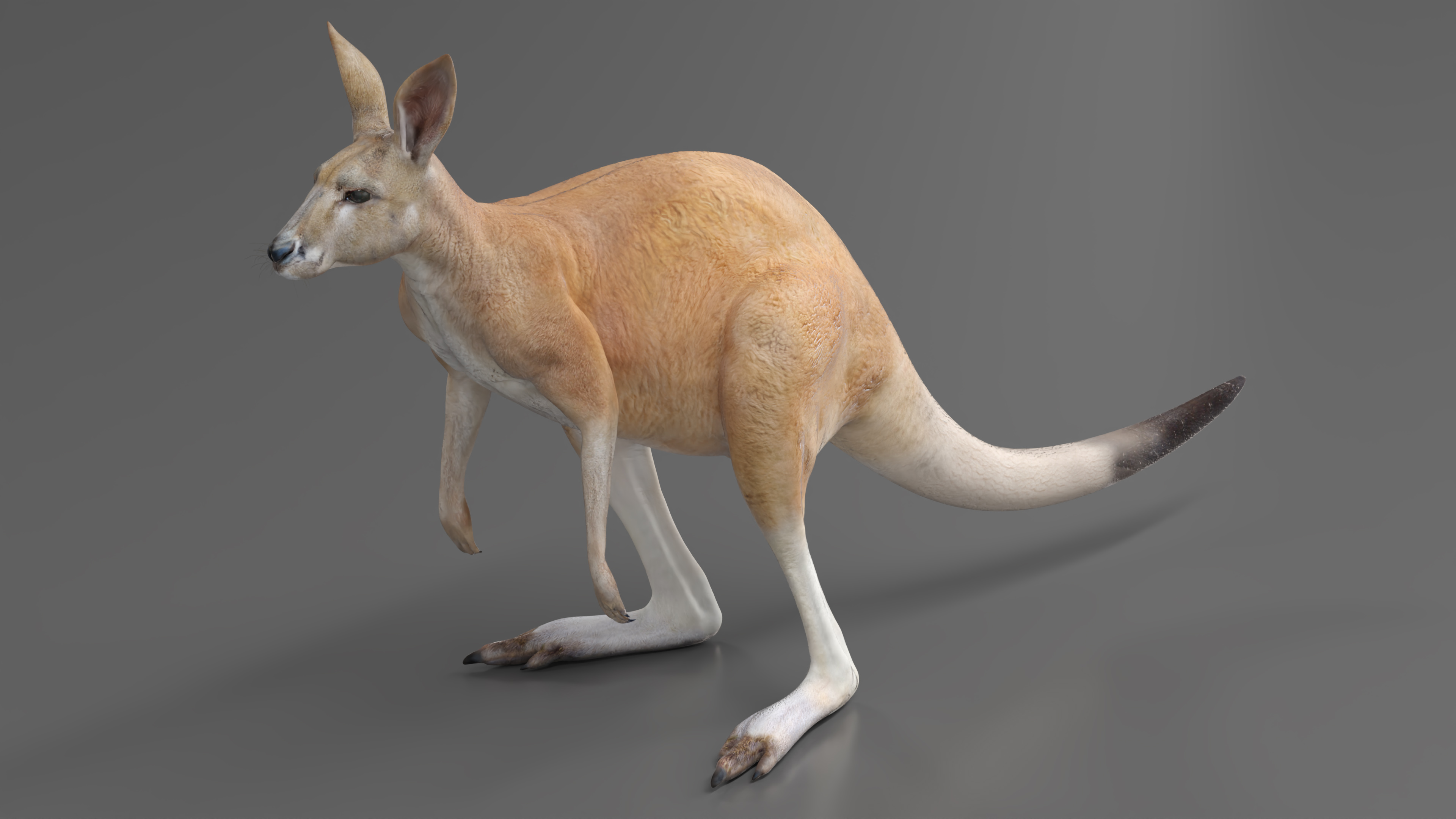 3D model Kangaroo