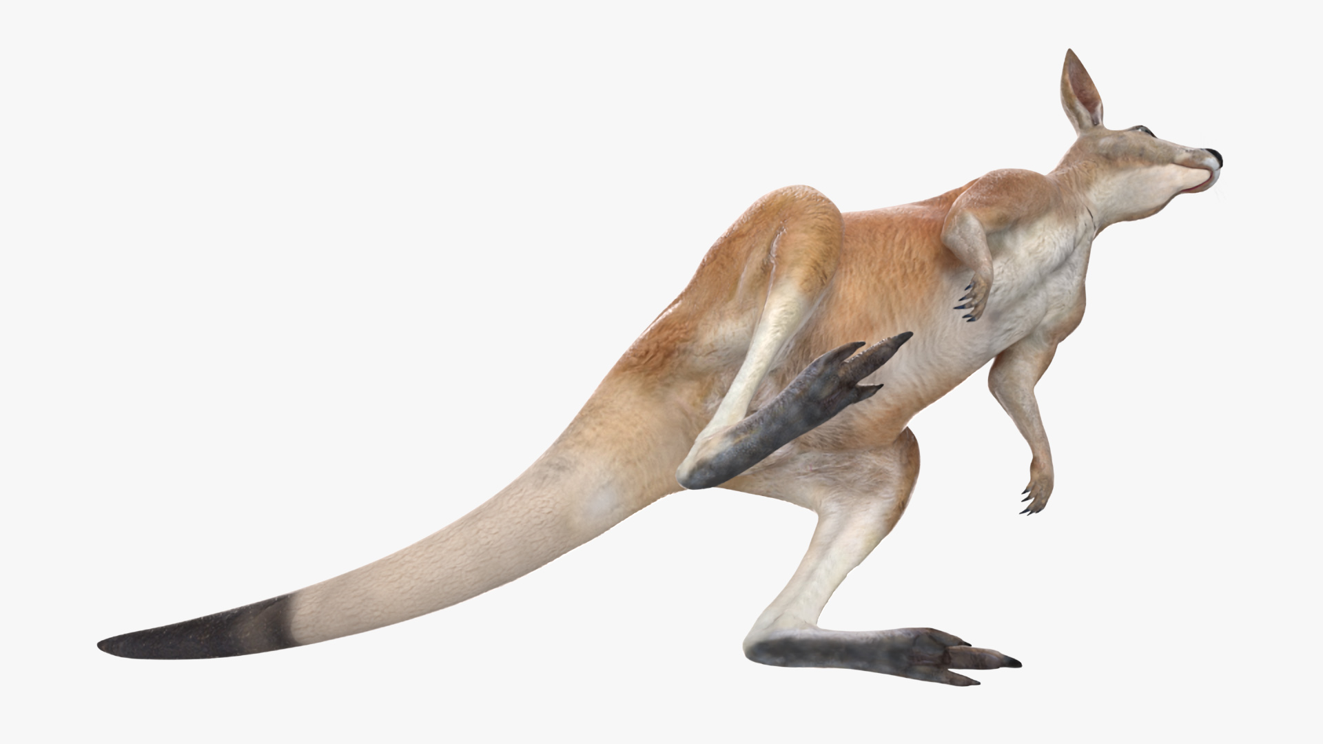 3D model Kangaroo