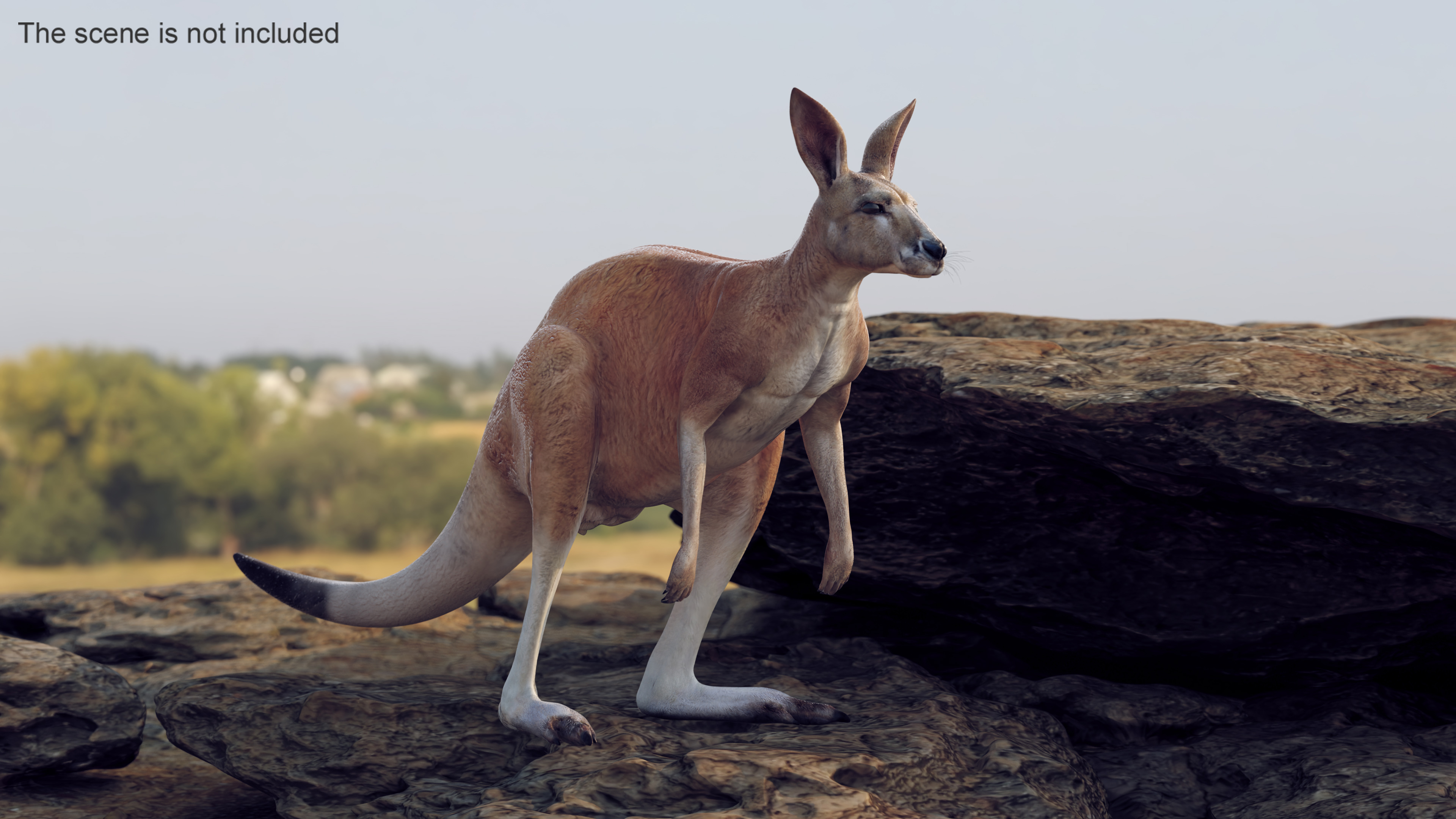 3D model Kangaroo