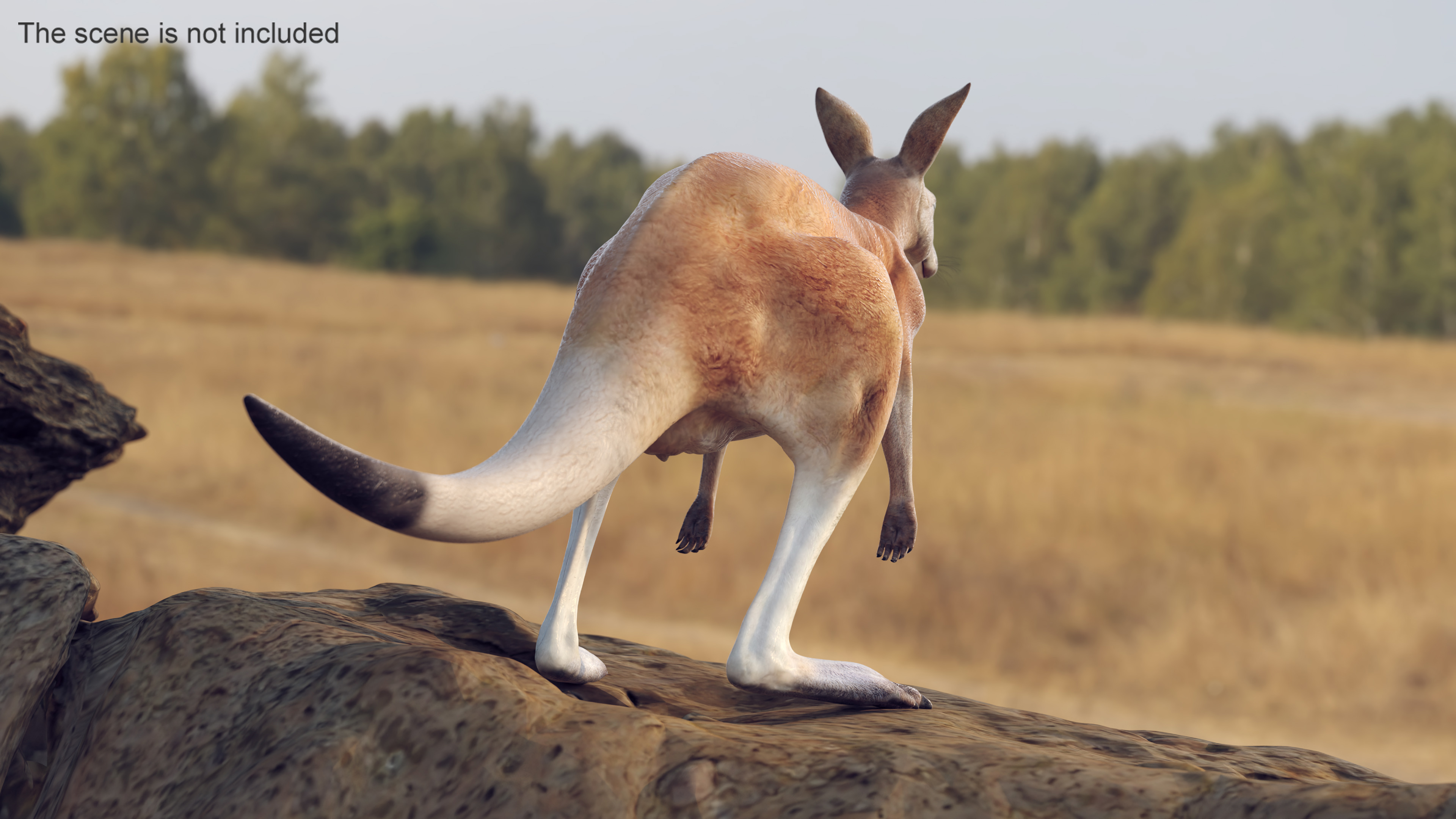 3D model Kangaroo