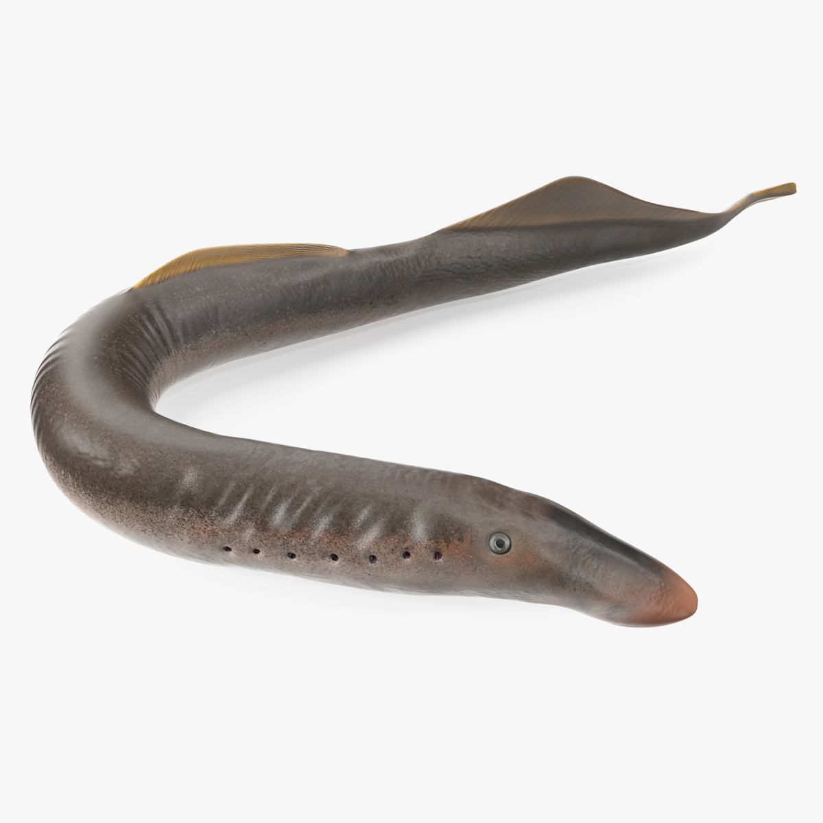 3D Lamprey Rigged for Maya model