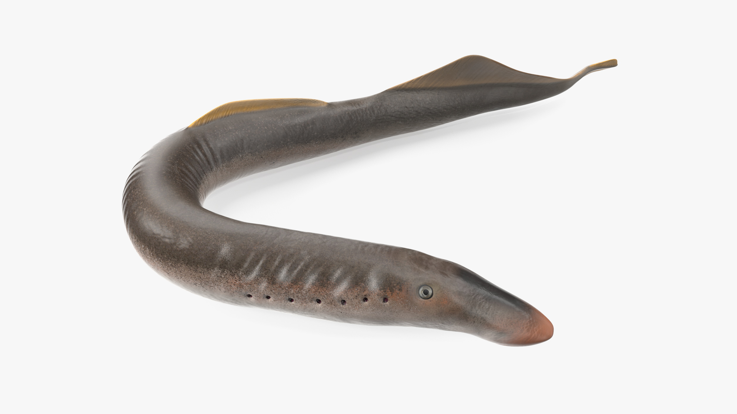 3D Lamprey Rigged for Maya model