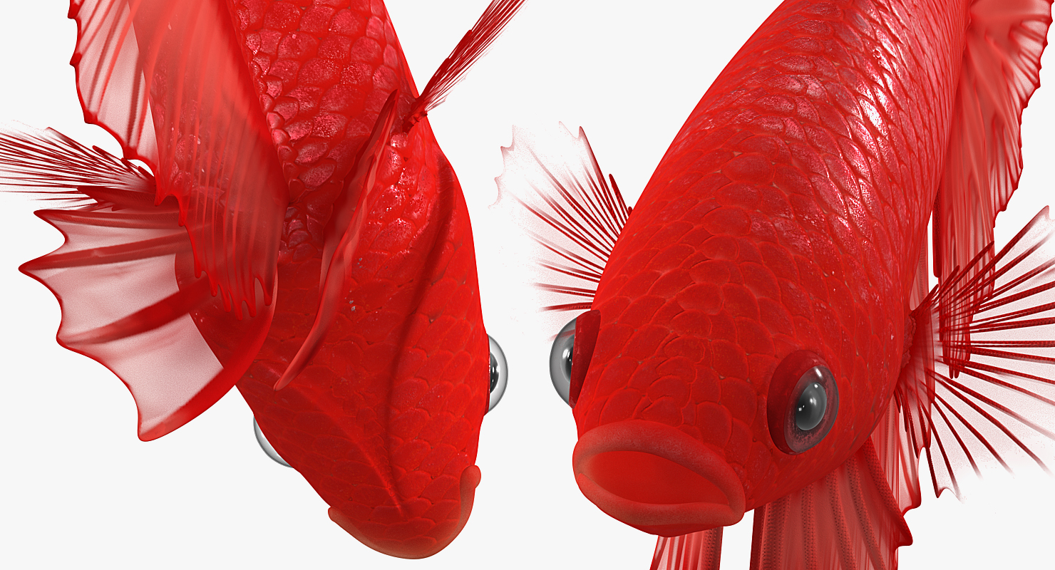 Red Crowntail Betta Fish 3D model