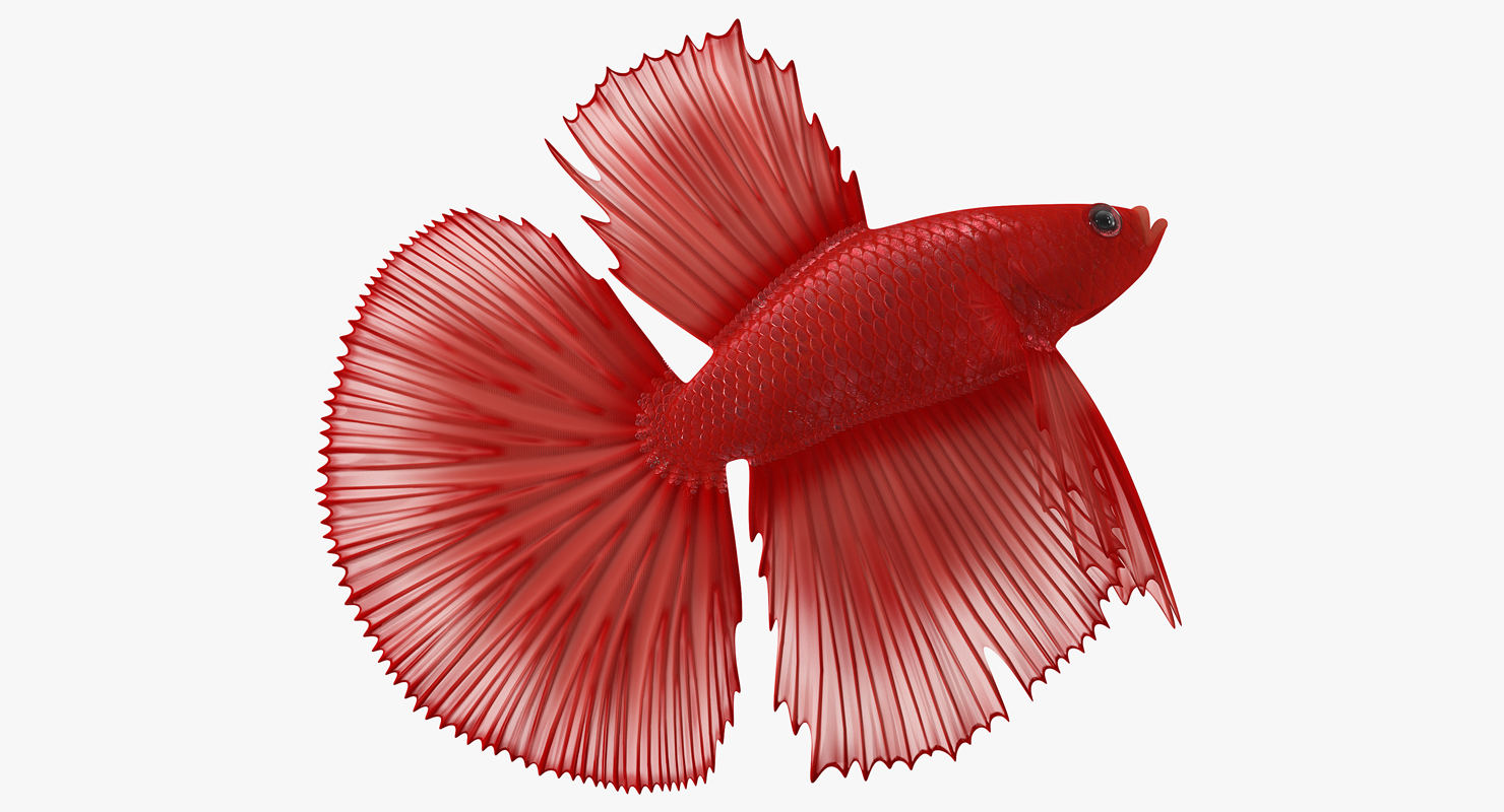 Red Crowntail Betta Fish 3D model