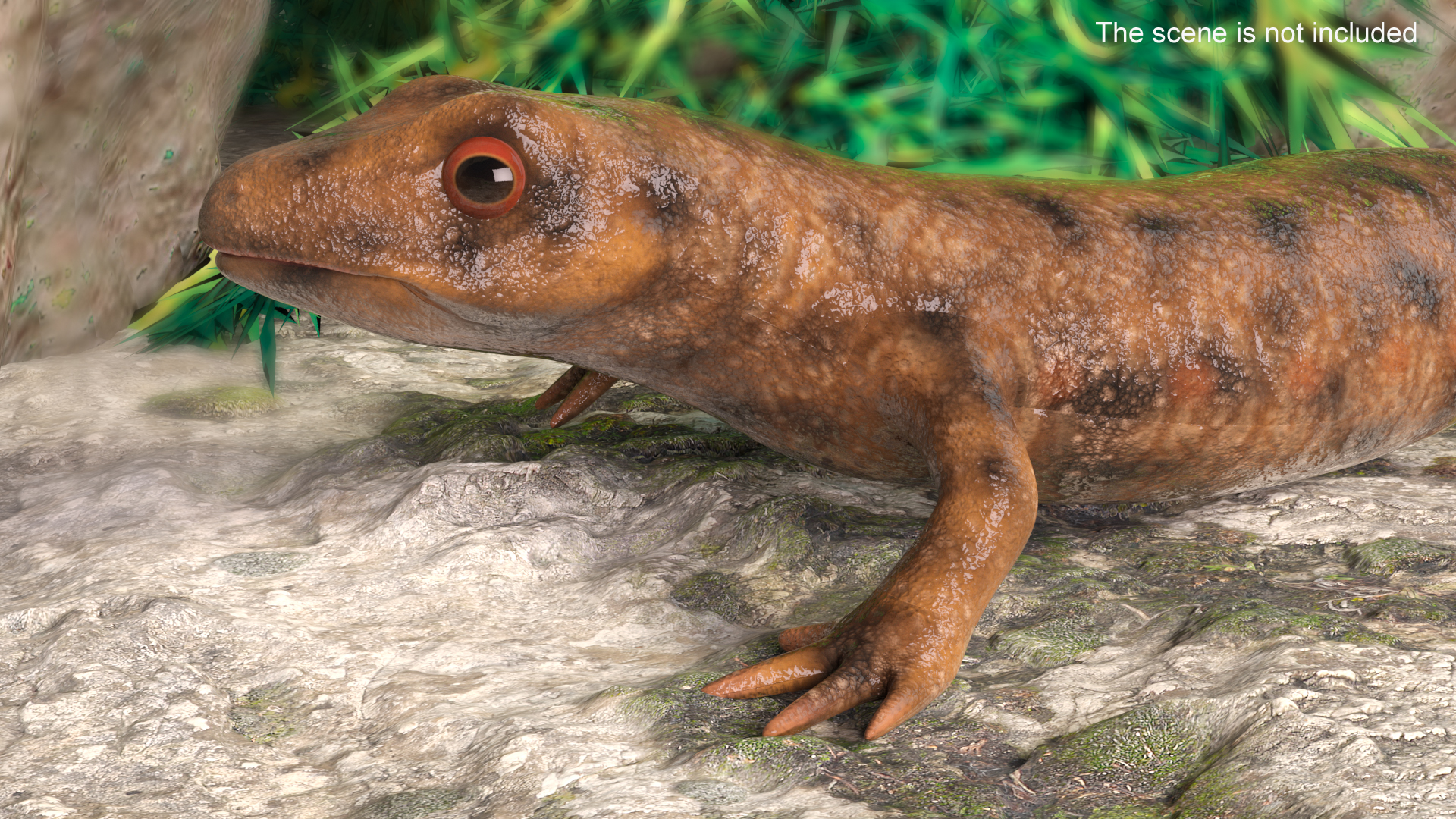 3D Spanish Ribbed Newt Crawling Pose model