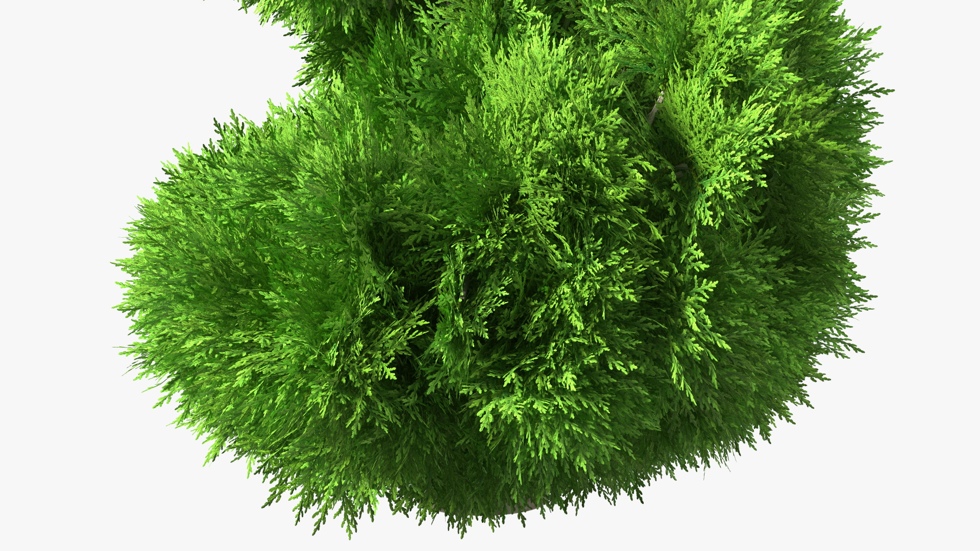 3D Twisted Chinese Arborvitae