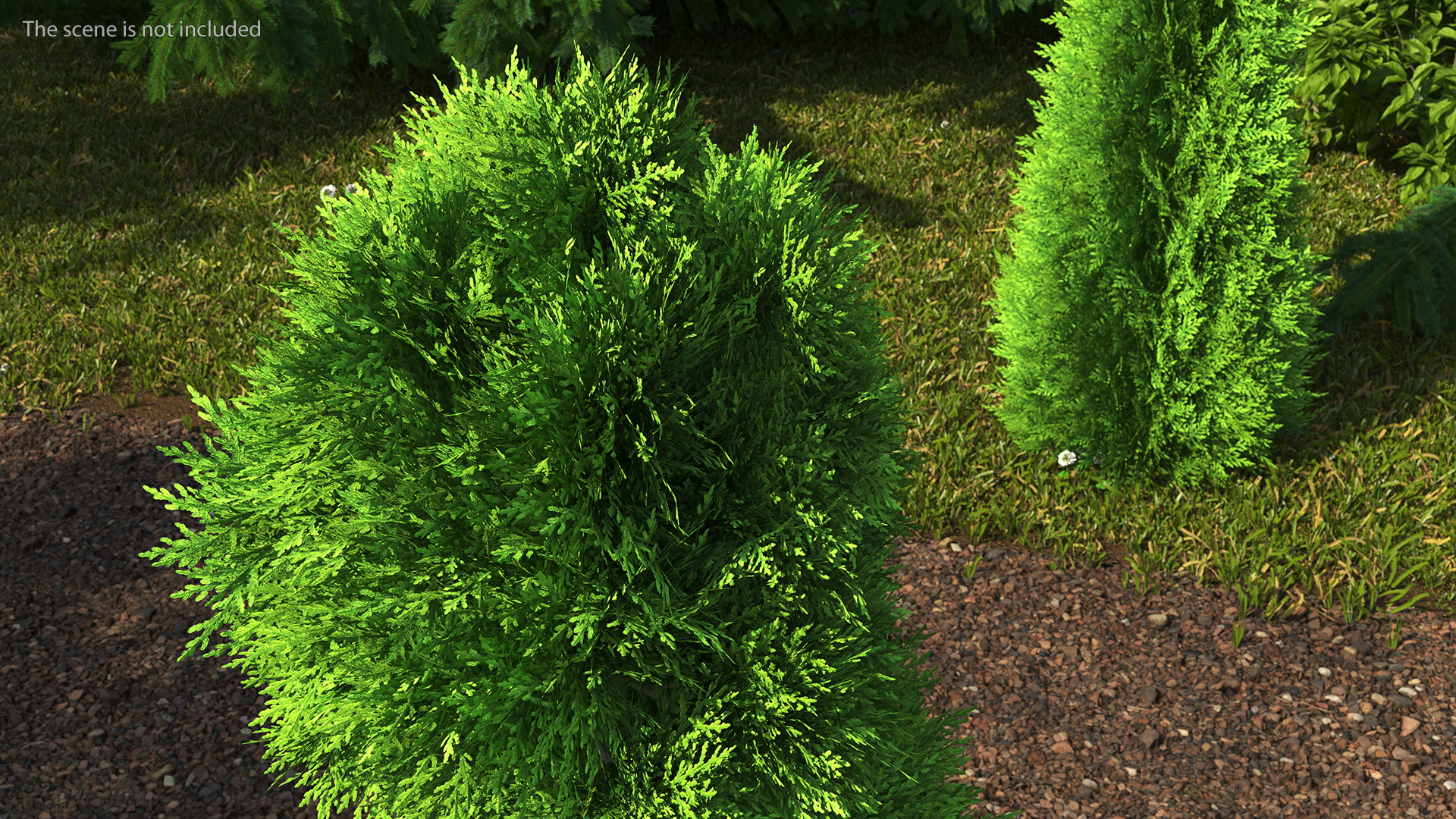 3D Twisted Chinese Arborvitae