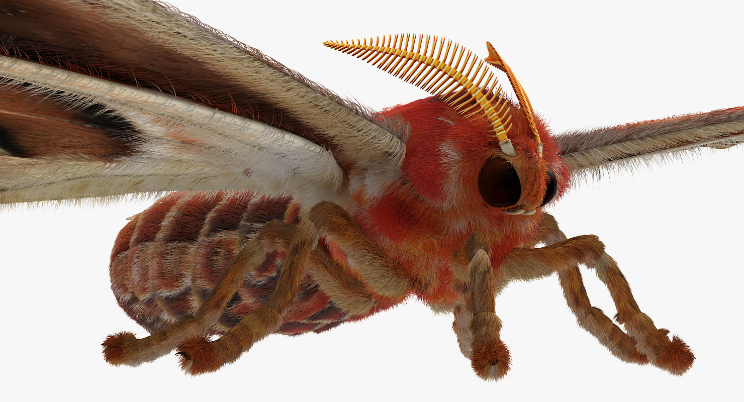 3D Attacus Atlas Large Saturniid Moth with Fur model