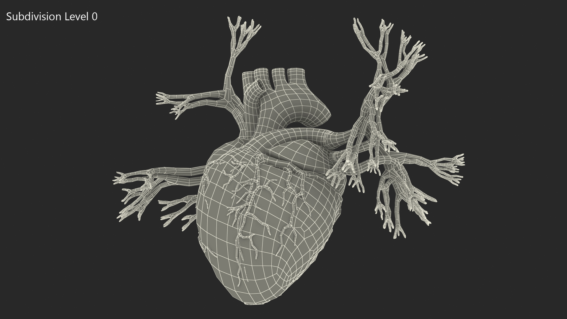 Female Heart 3D