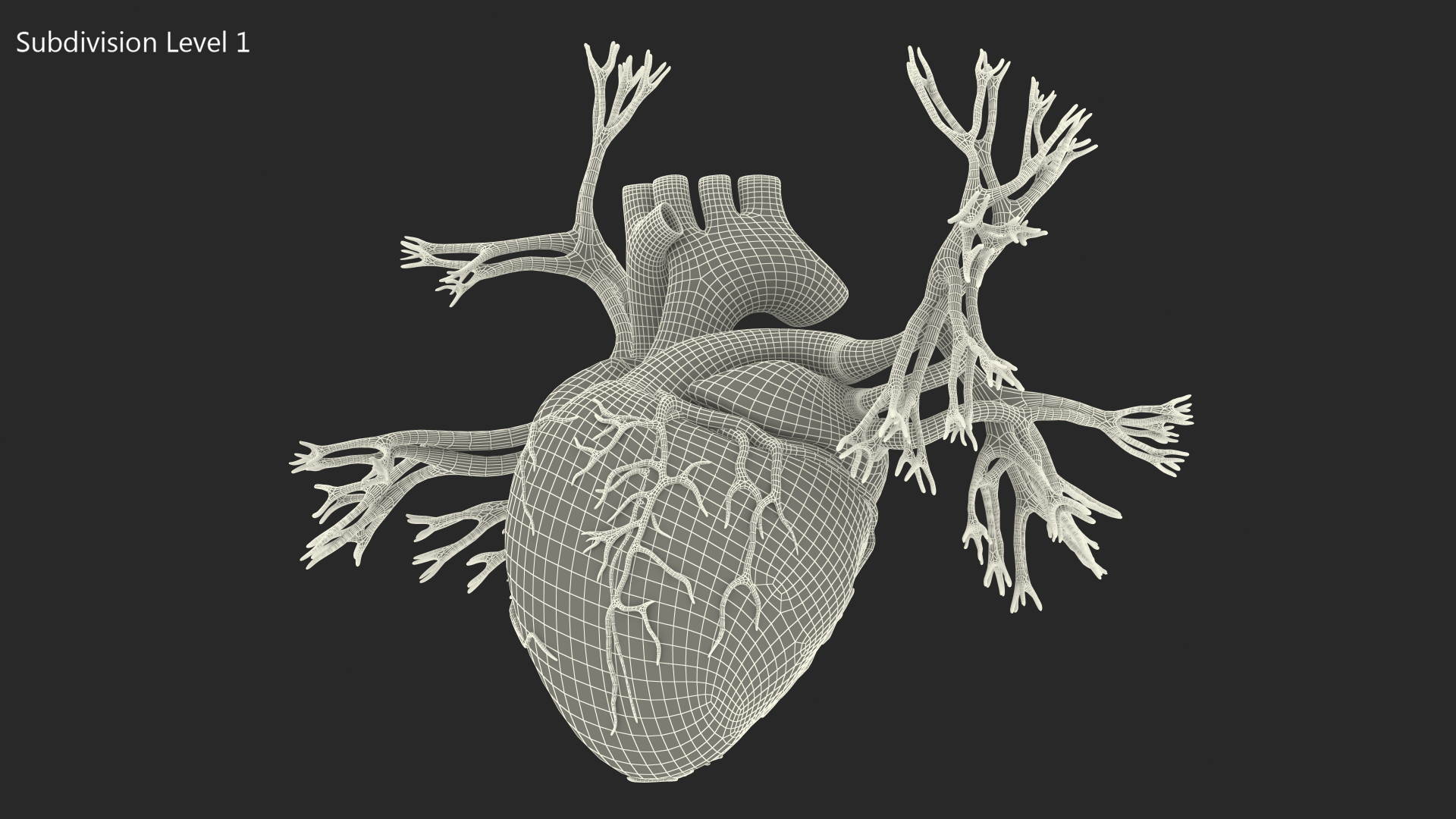 Female Heart 3D