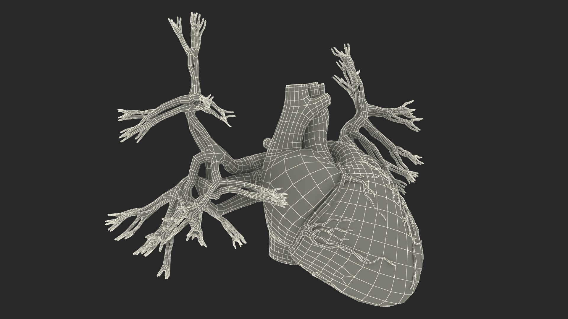 Female Heart 3D