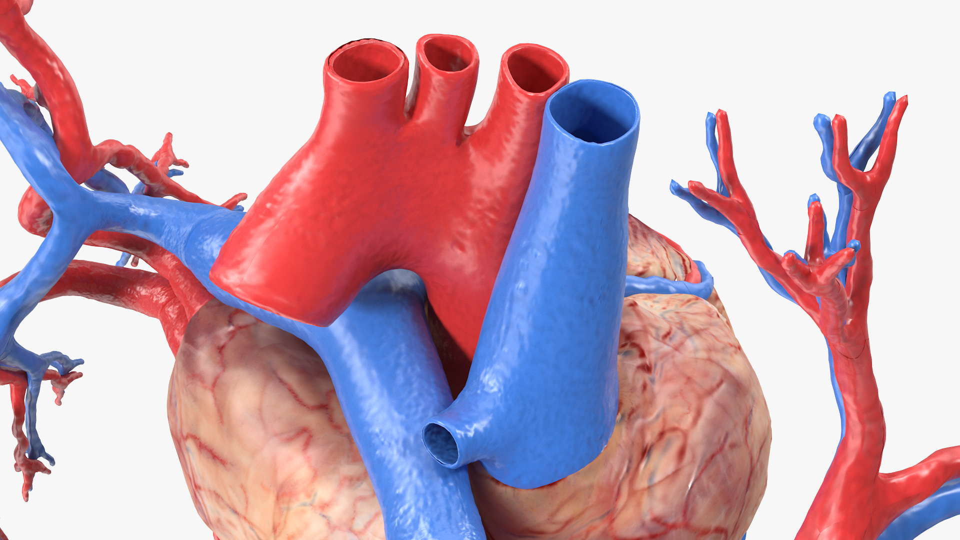 Female Heart 3D