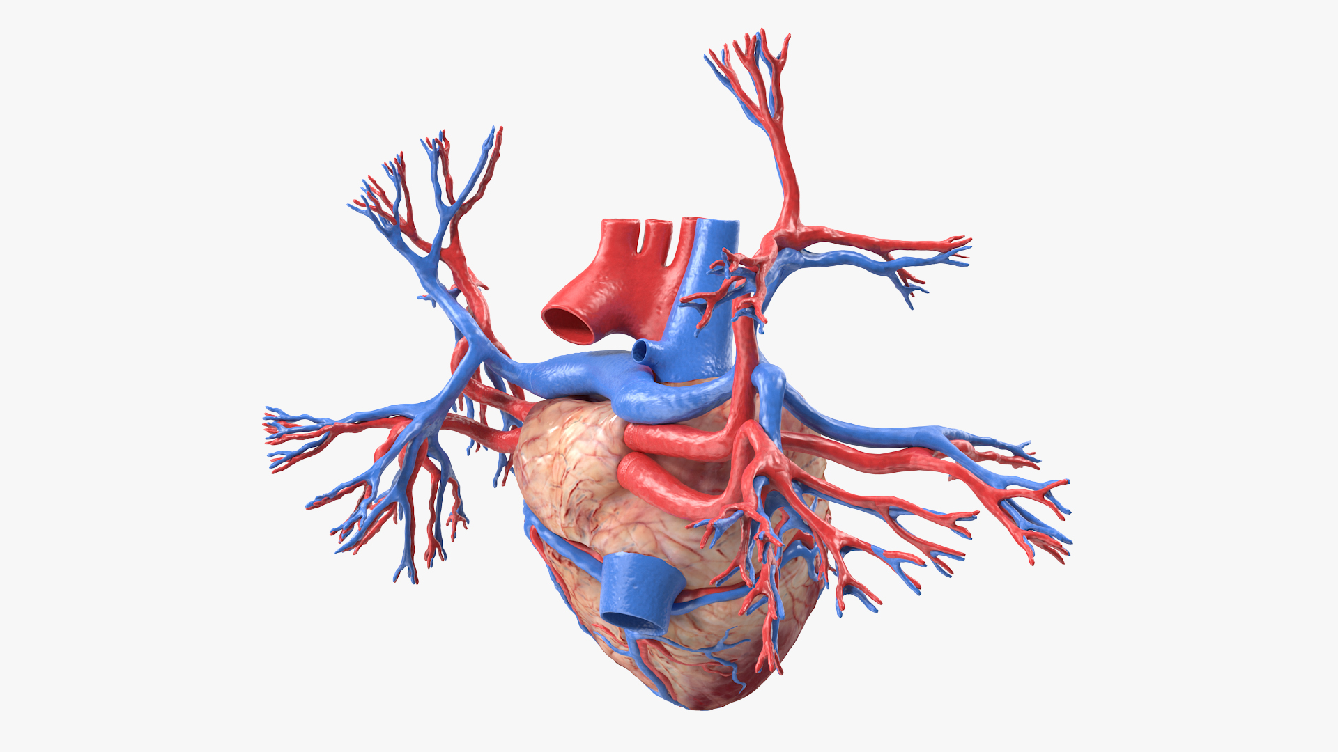 Female Heart 3D