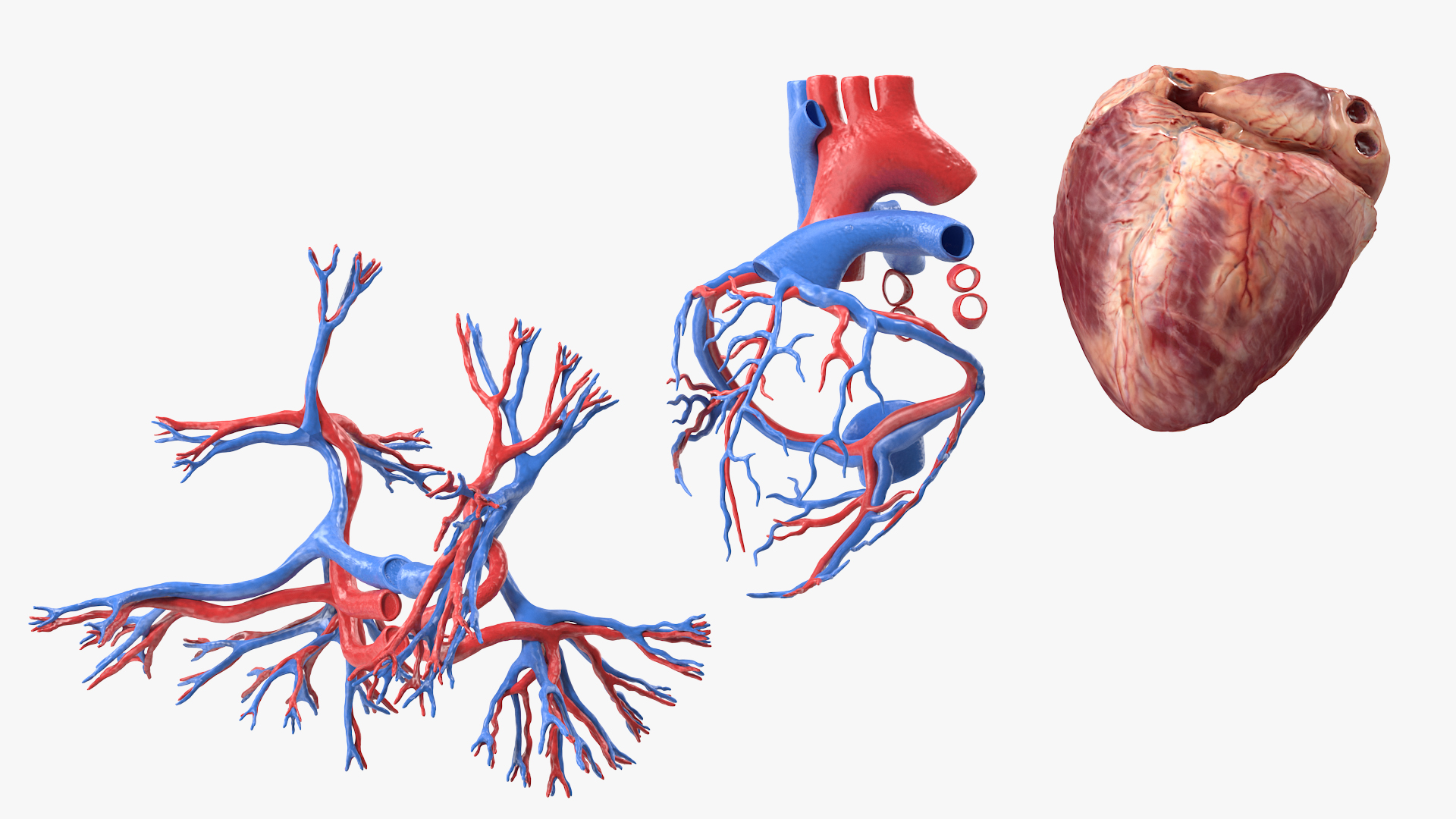 Female Heart 3D