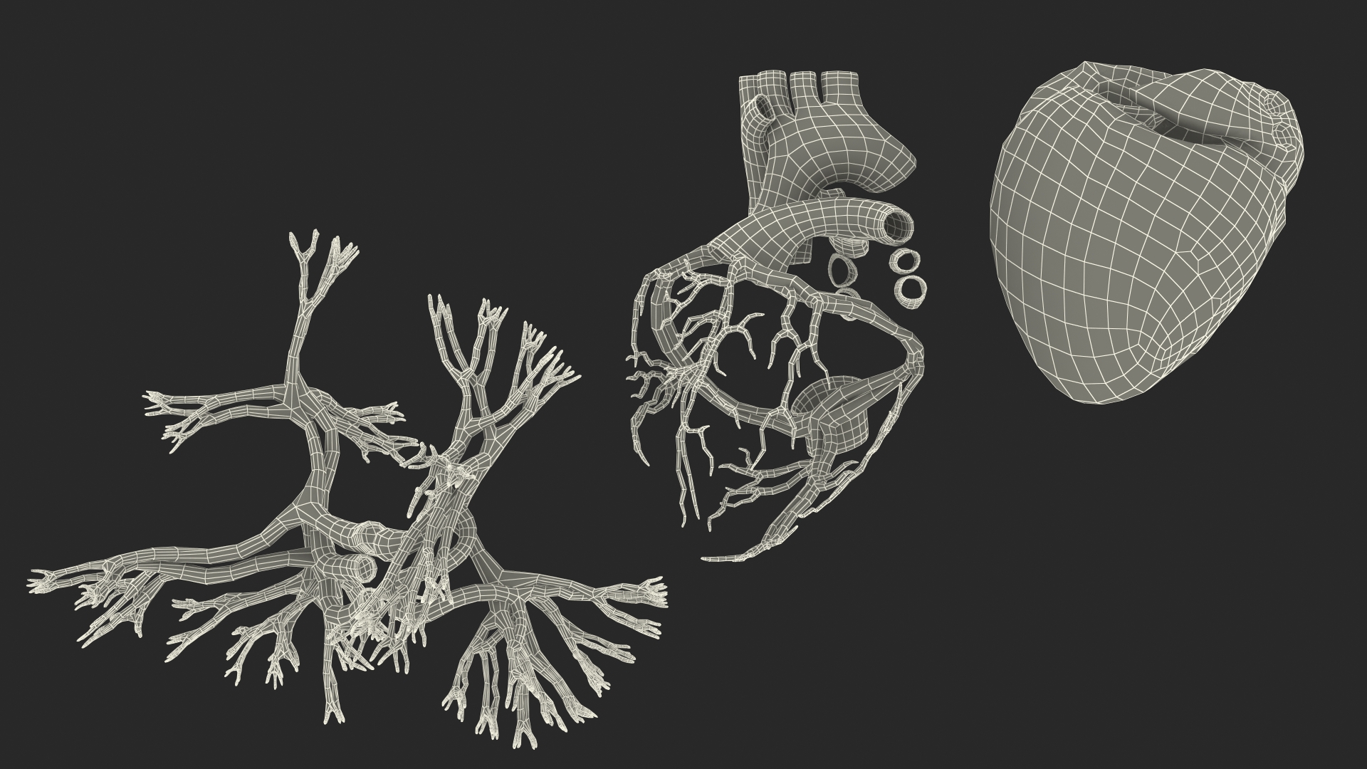 Female Heart 3D